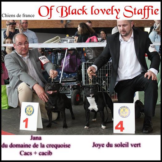 Of Black Lovely Staffie - expo amiens 2017