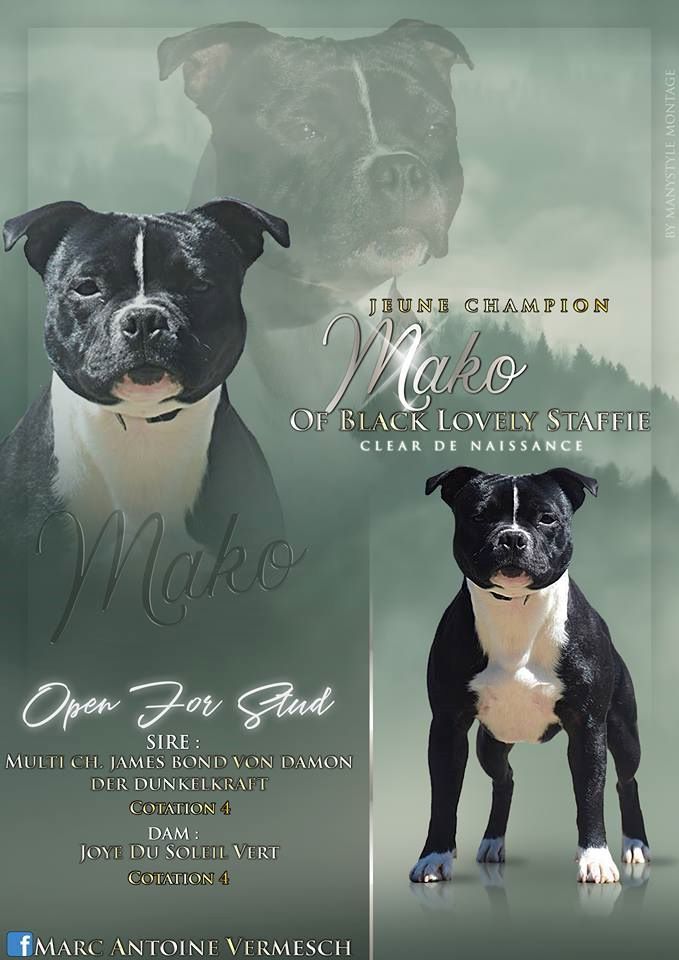 F-jch. mako Of Black Lovely Staffie