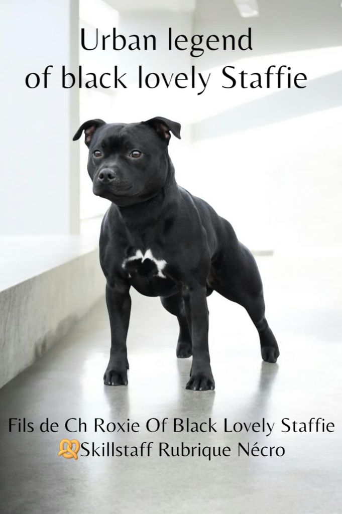 Urban legend Of Black Lovely Staffie