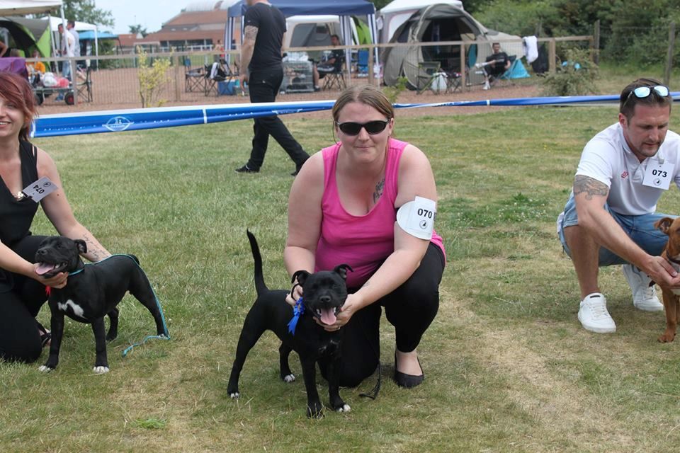 Of Black Lovely Staffie - regionale d elevage racquinghem**molly