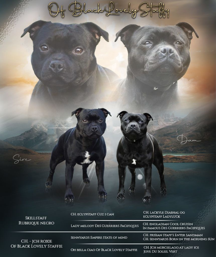 Of Black Lovely Staffie - Chiots attendu courant septembre 