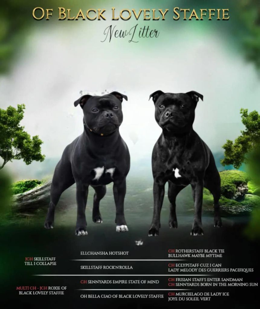 Of Black Lovely Staffie - Naissance 2025