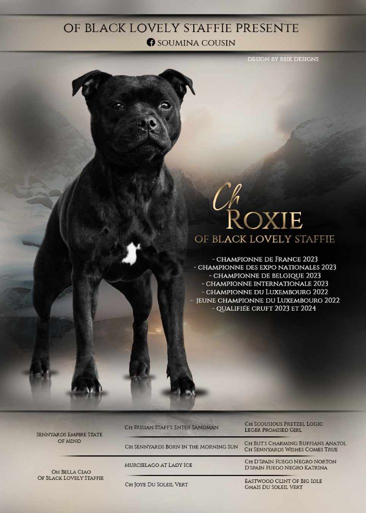 Of Black Lovely Staffie - nouveaux titres de championne pour roxie