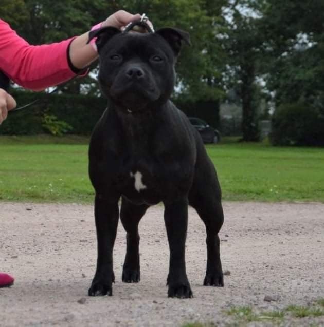 Of Black Lovely Staffie - championne du luxembourg 2022