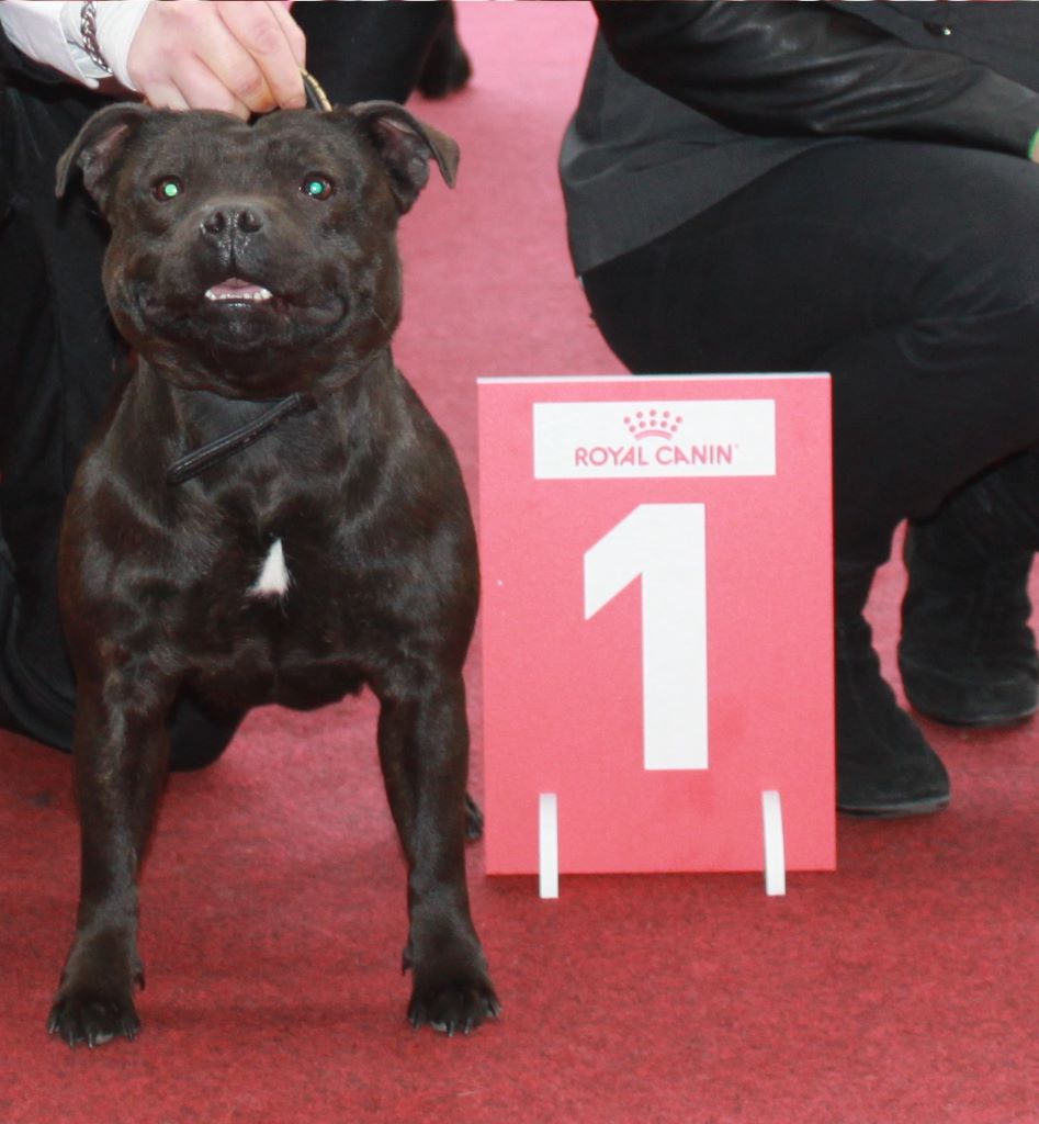 Of Black Lovely Staffie - expo mouscron 2018**jana Cacib,meilleur de race et qualifié cruft 2019