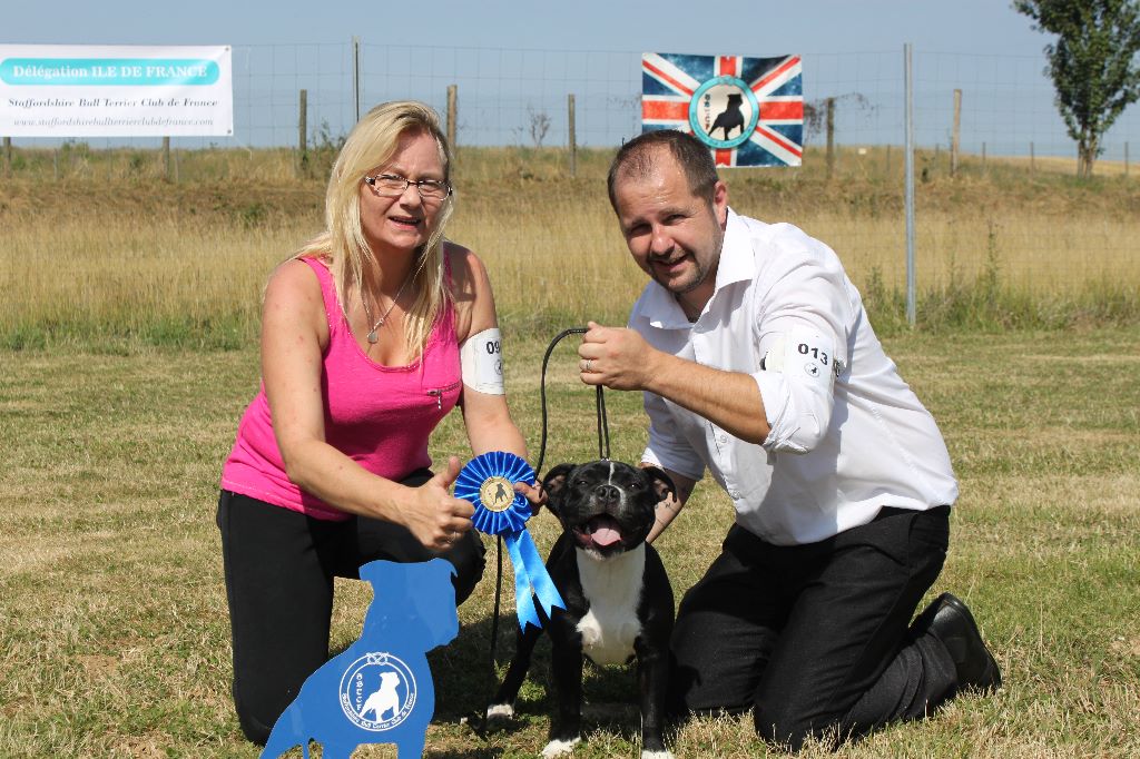 Of Black Lovely Staffie - mako  a moisenay 