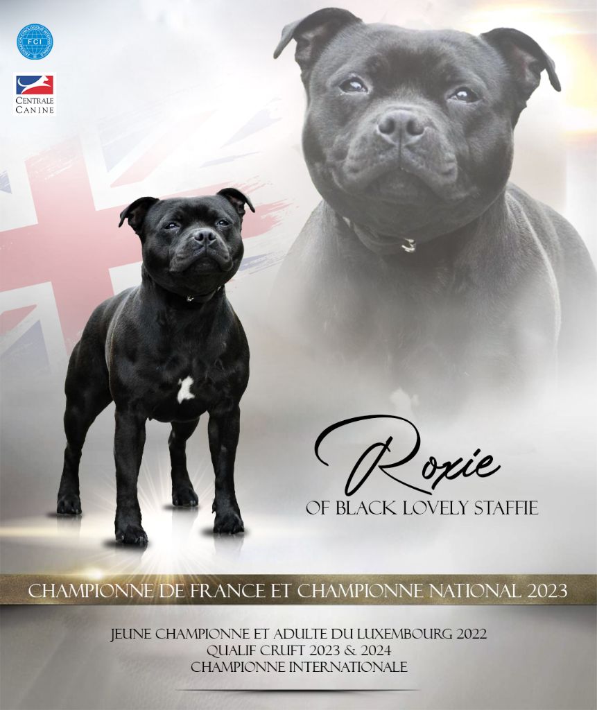 Of Black Lovely Staffie - Championne de france 2023 - Roxie
