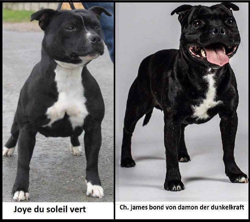 F-jch. mako Of Black Lovely Staffie