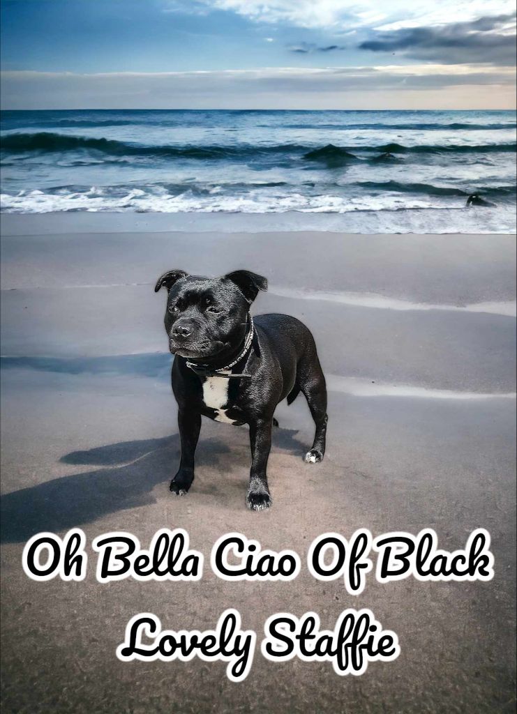 Oh bella ciao Of Black Lovely Staffie