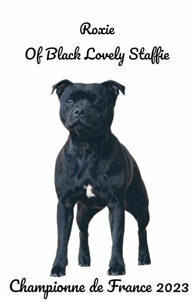 CH. - jch roxie Of Black Lovely Staffie