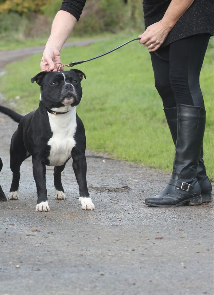 F-jch. mako Of Black Lovely Staffie