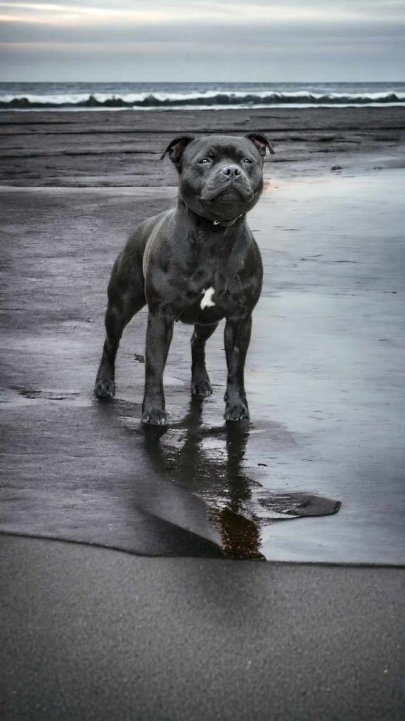 CH. - jch roxie Of Black Lovely Staffie