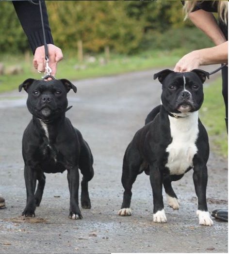 F-jch. mako Of Black Lovely Staffie