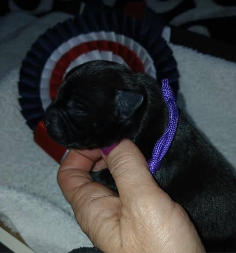 Of Black Lovely Staffie - Chiot disponible  - Staffordshire Bull Terrier