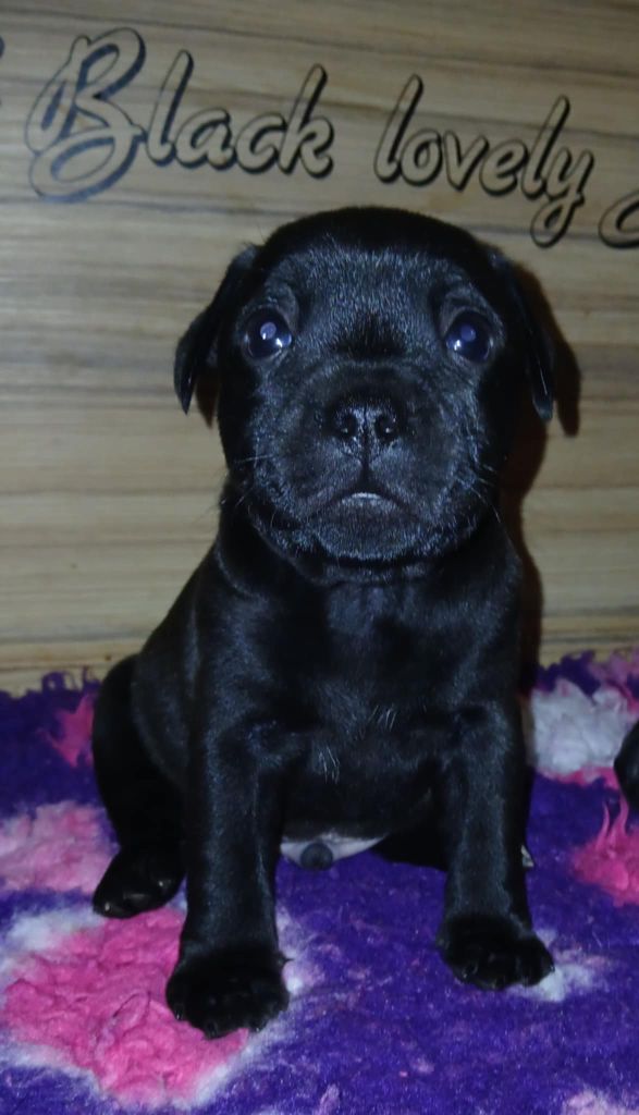 Of Black Lovely Staffie - Chiot disponible  - Staffordshire Bull Terrier