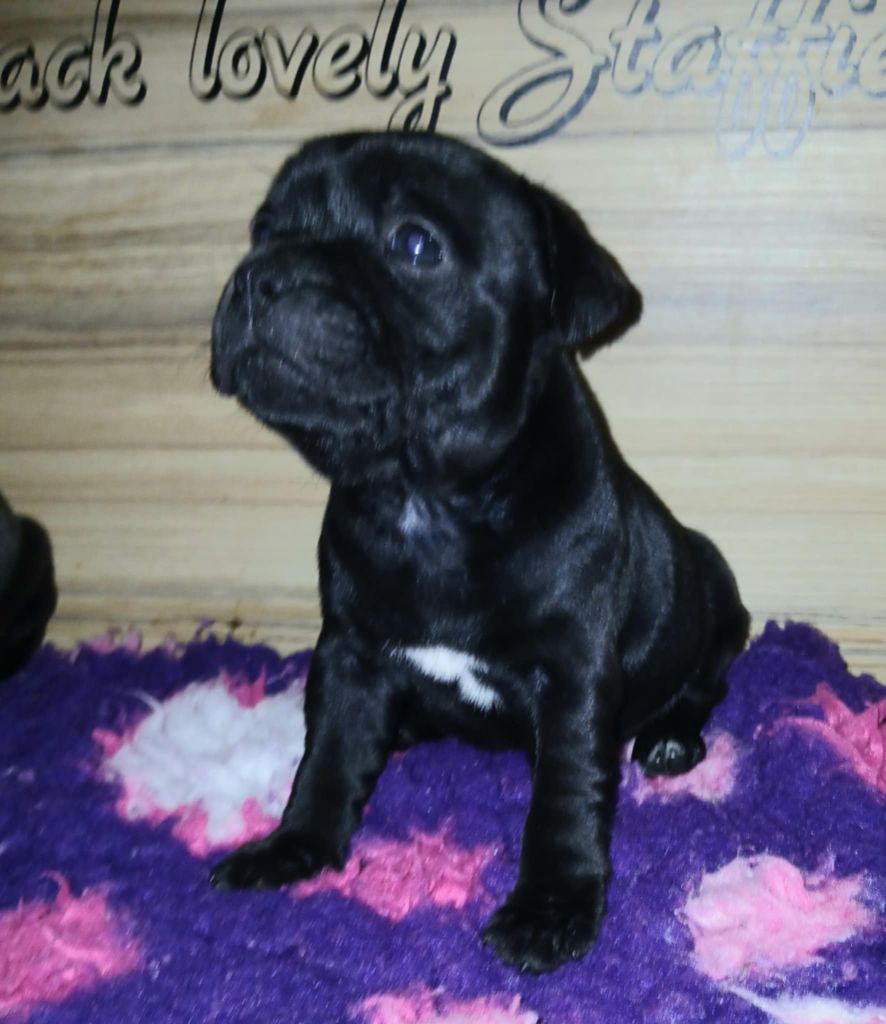 Of Black Lovely Staffie - Chiot disponible  - Staffordshire Bull Terrier