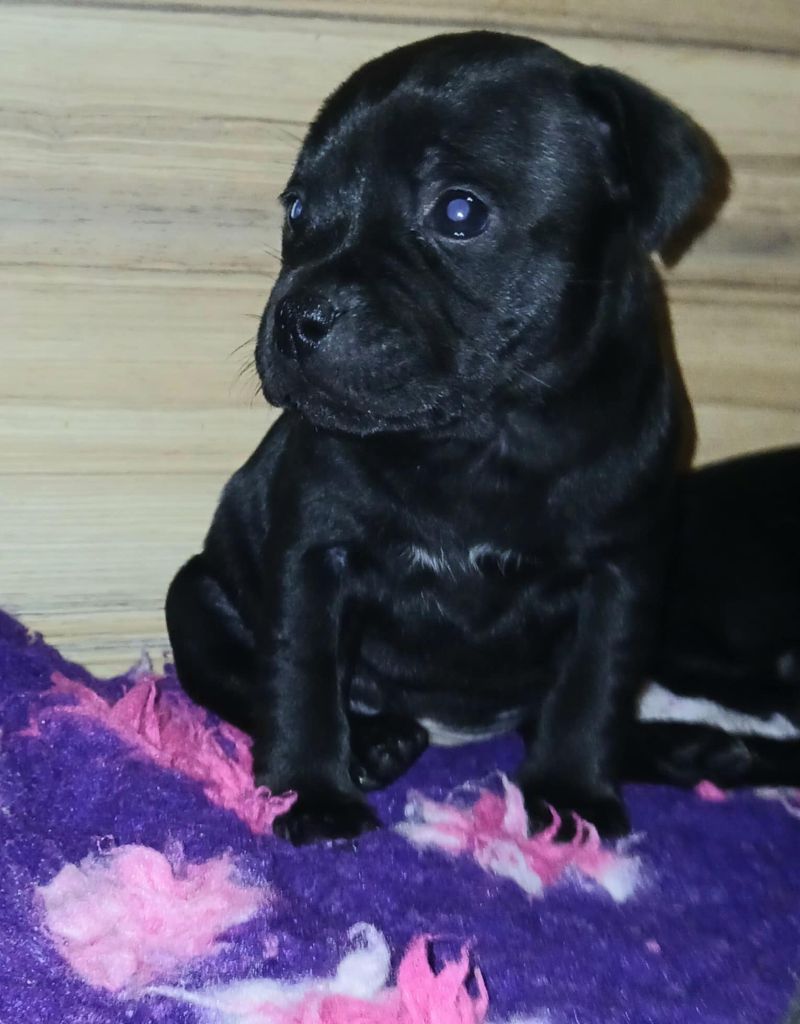 Of Black Lovely Staffie - Chiot disponible  - Staffordshire Bull Terrier