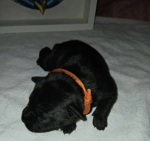 Of Black Lovely Staffie - Chiot disponible  - Staffordshire Bull Terrier