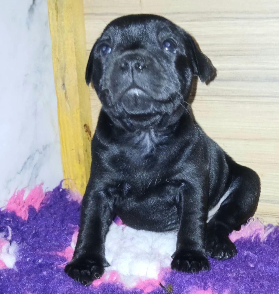 Of Black Lovely Staffie - Chiot disponible  - Staffordshire Bull Terrier