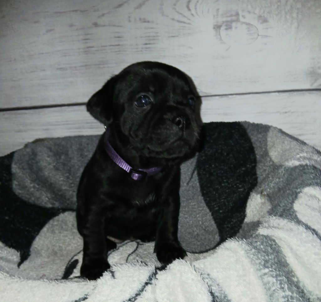 Of Black Lovely Staffie - Chiot disponible  - Staffordshire Bull Terrier