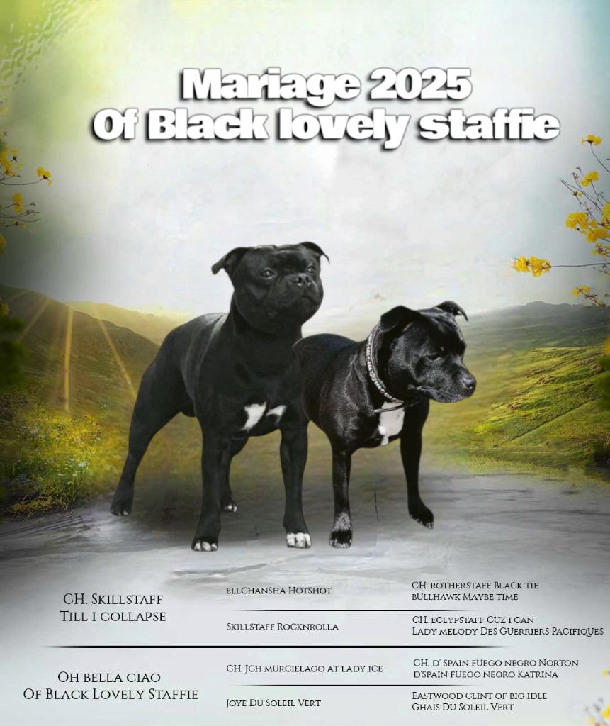 Oh bella ciao Of Black Lovely Staffie