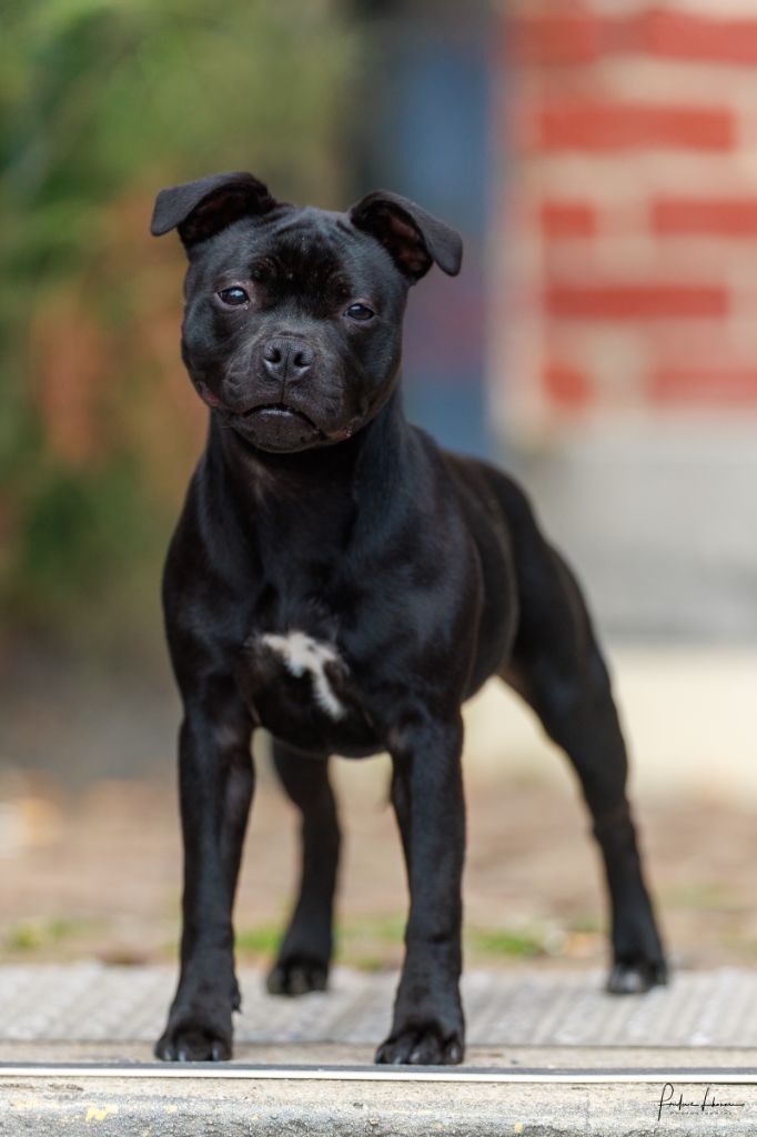 All my dream aka assia Of Black Lovely Staffie
