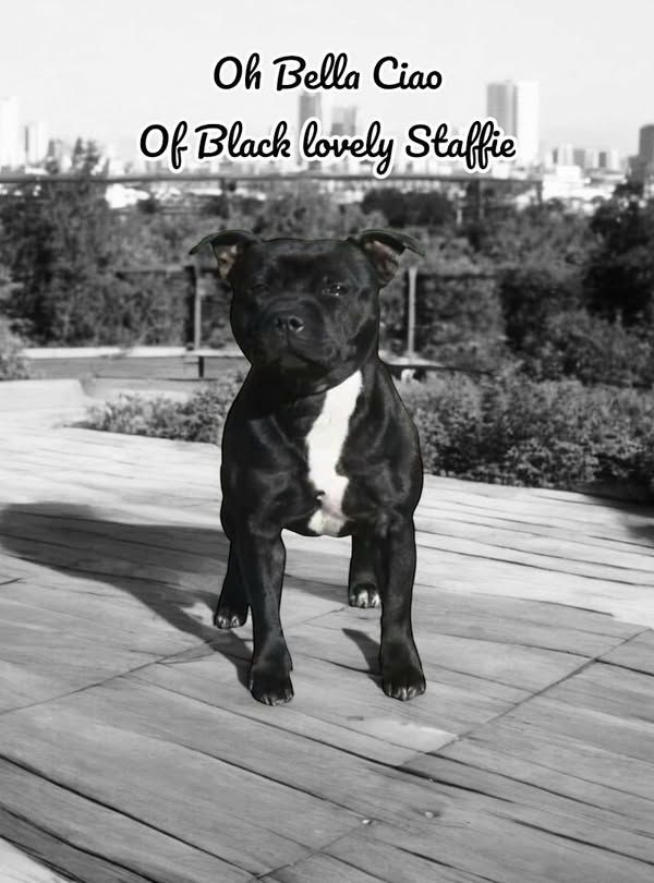 Of Black Lovely Staffie - naissance juillet 2025