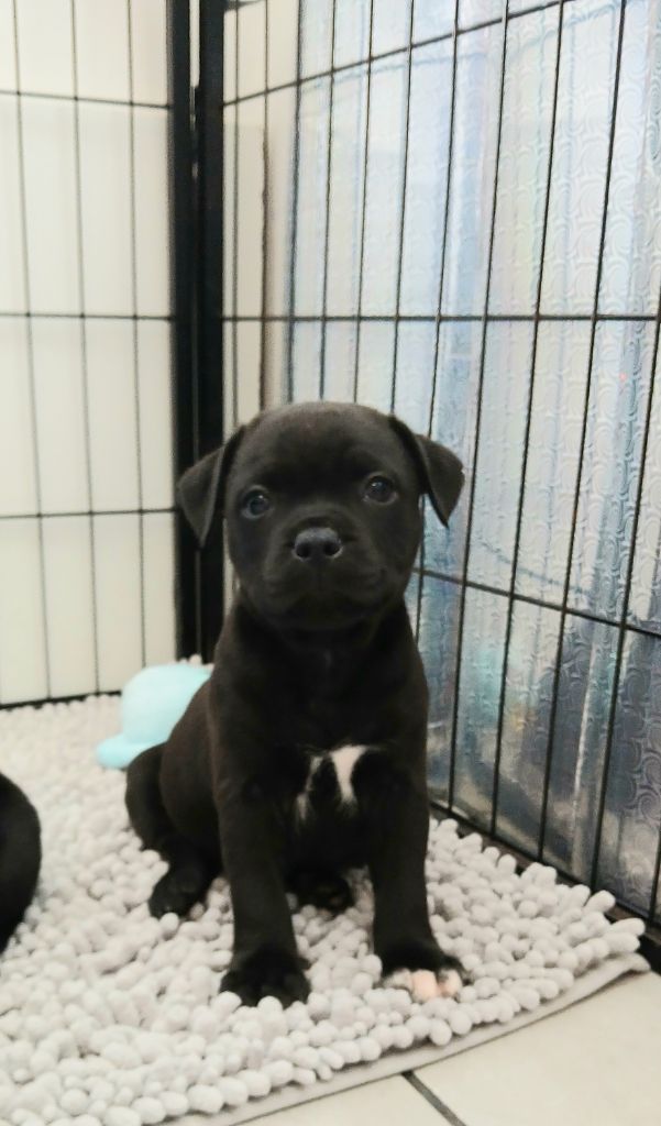 Of Black Lovely Staffie - Chiots disponibles - Staffordshire Bull Terrier