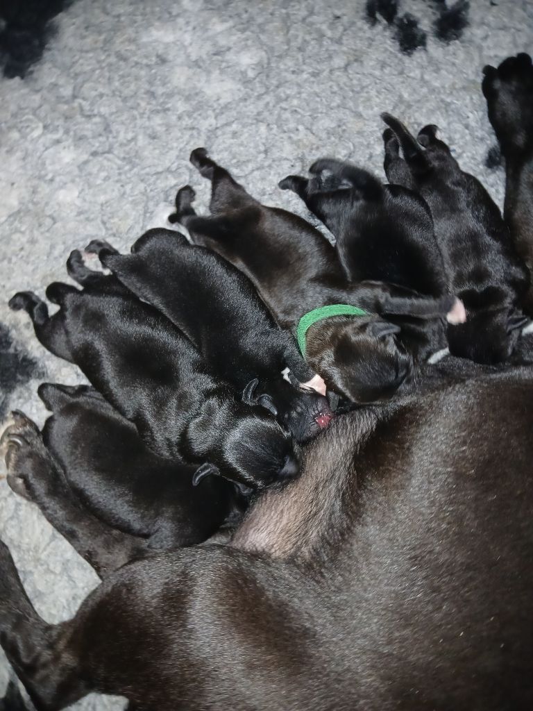 Chiot Staffordshire Bull Terrier Of Black Lovely Staffie