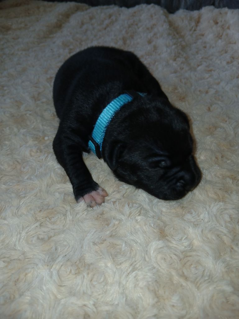 Of Black Lovely Staffie - Chiots disponibles - Staffordshire Bull Terrier