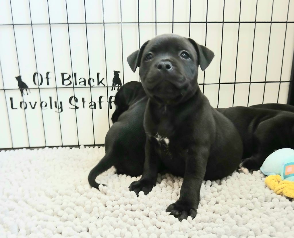 Chiot Staffordshire Bull Terrier Of Black Lovely Staffie