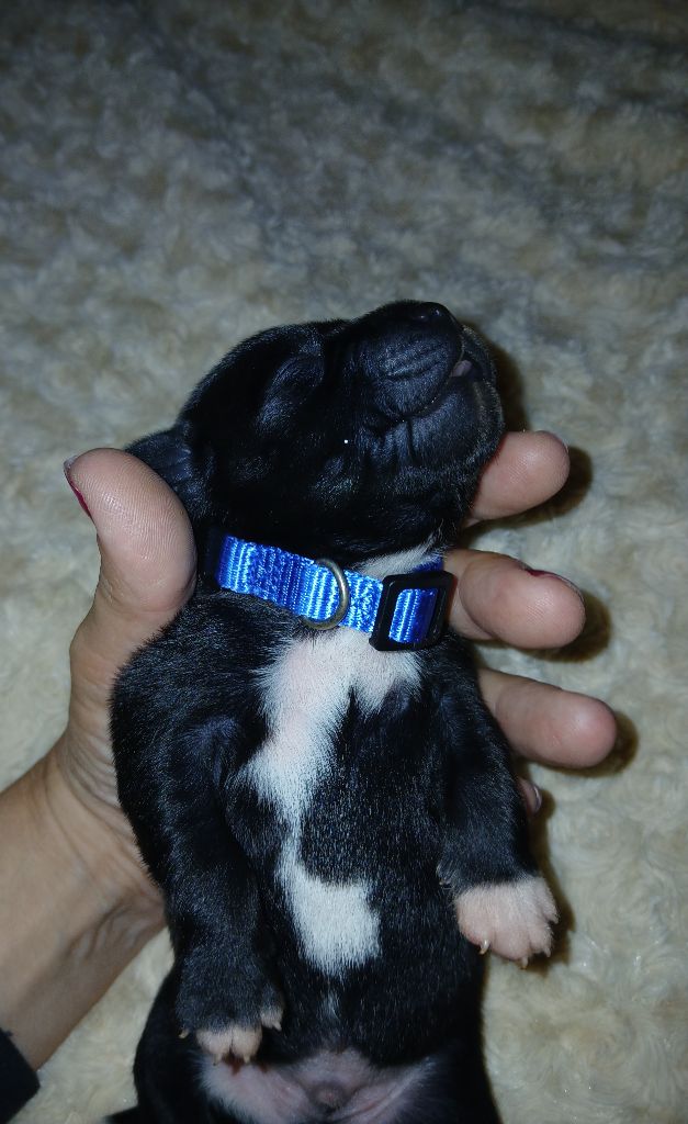 Of Black Lovely Staffie - Chiots disponibles - Staffordshire Bull Terrier