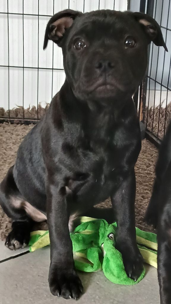 Of Black Lovely Staffie - Chiots disponibles - Staffordshire Bull Terrier