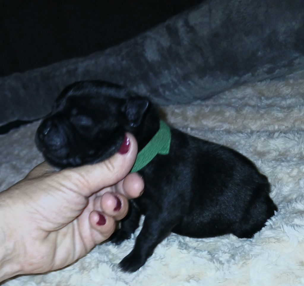 Of Black Lovely Staffie - Chiots disponibles - Staffordshire Bull Terrier