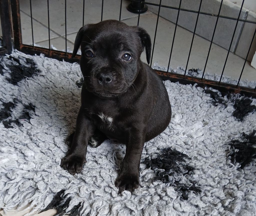 Of Black Lovely Staffie - Chiots disponibles - Staffordshire Bull Terrier