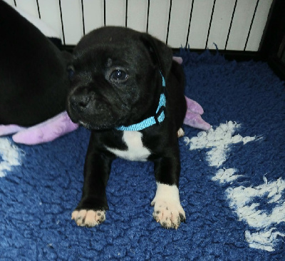 Ares