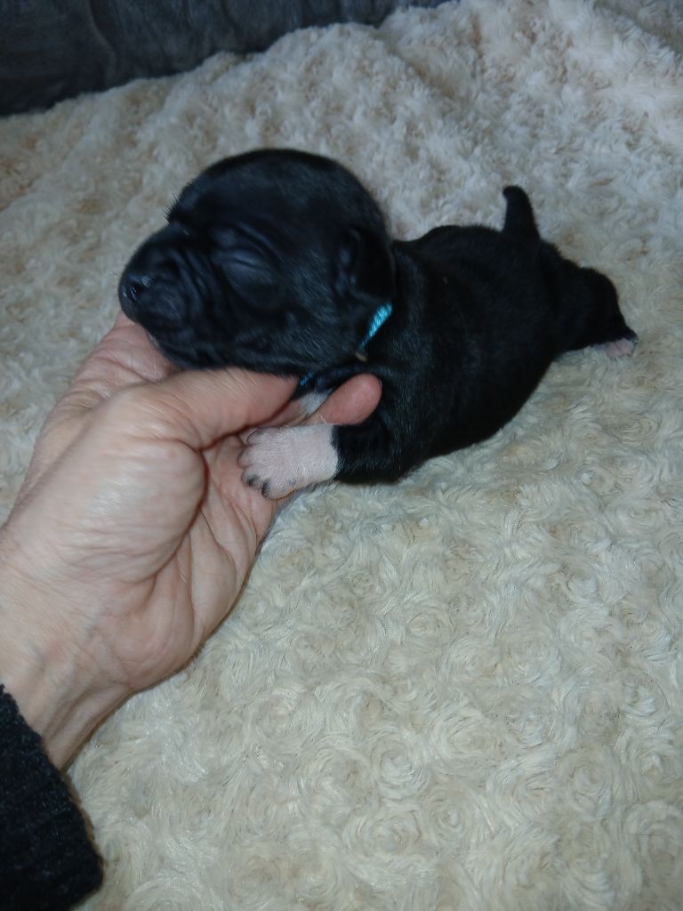 Of Black Lovely Staffie - Chiots disponibles - Staffordshire Bull Terrier
