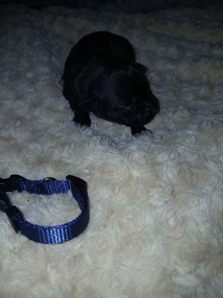 Of Black Lovely Staffie - Chiots disponibles - Staffordshire Bull Terrier