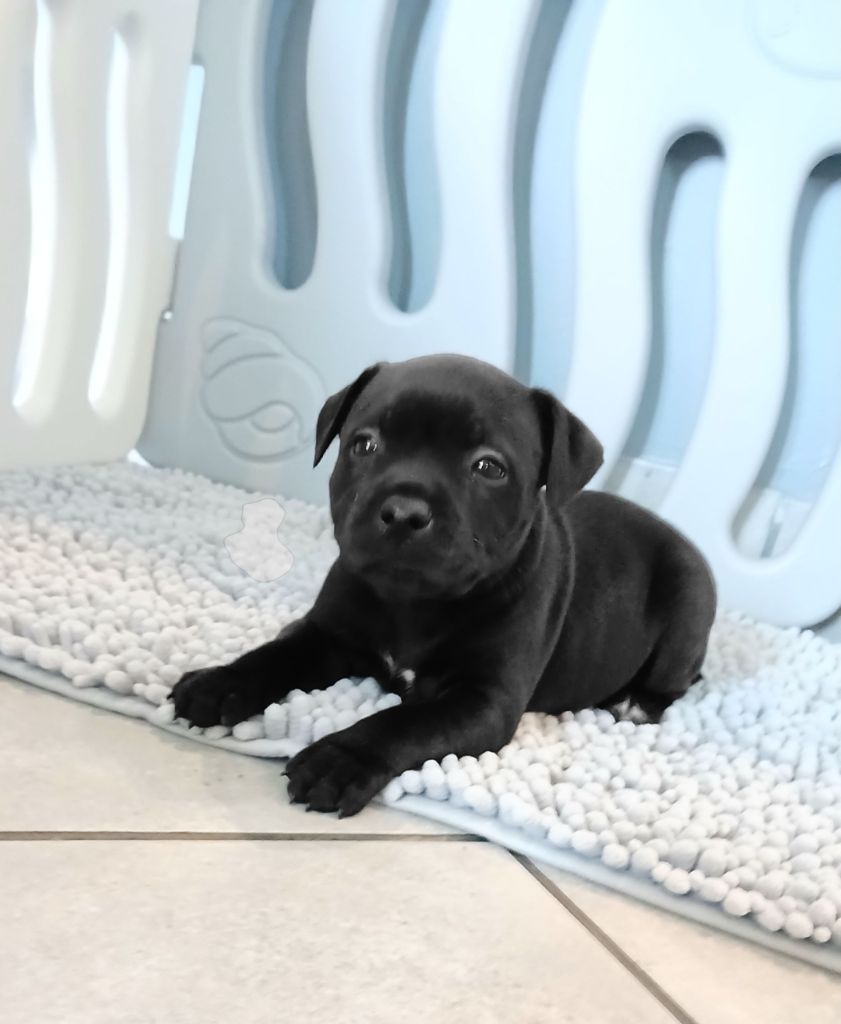 Of Black Lovely Staffie - Chiots disponibles - Staffordshire Bull Terrier