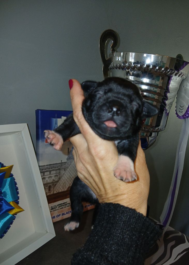 Of Black Lovely Staffie - Chiots disponibles - Staffordshire Bull Terrier